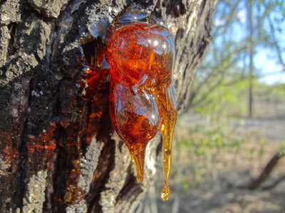 Lesson 18 - How To Remove Tree Sap With Butter Wet Wax